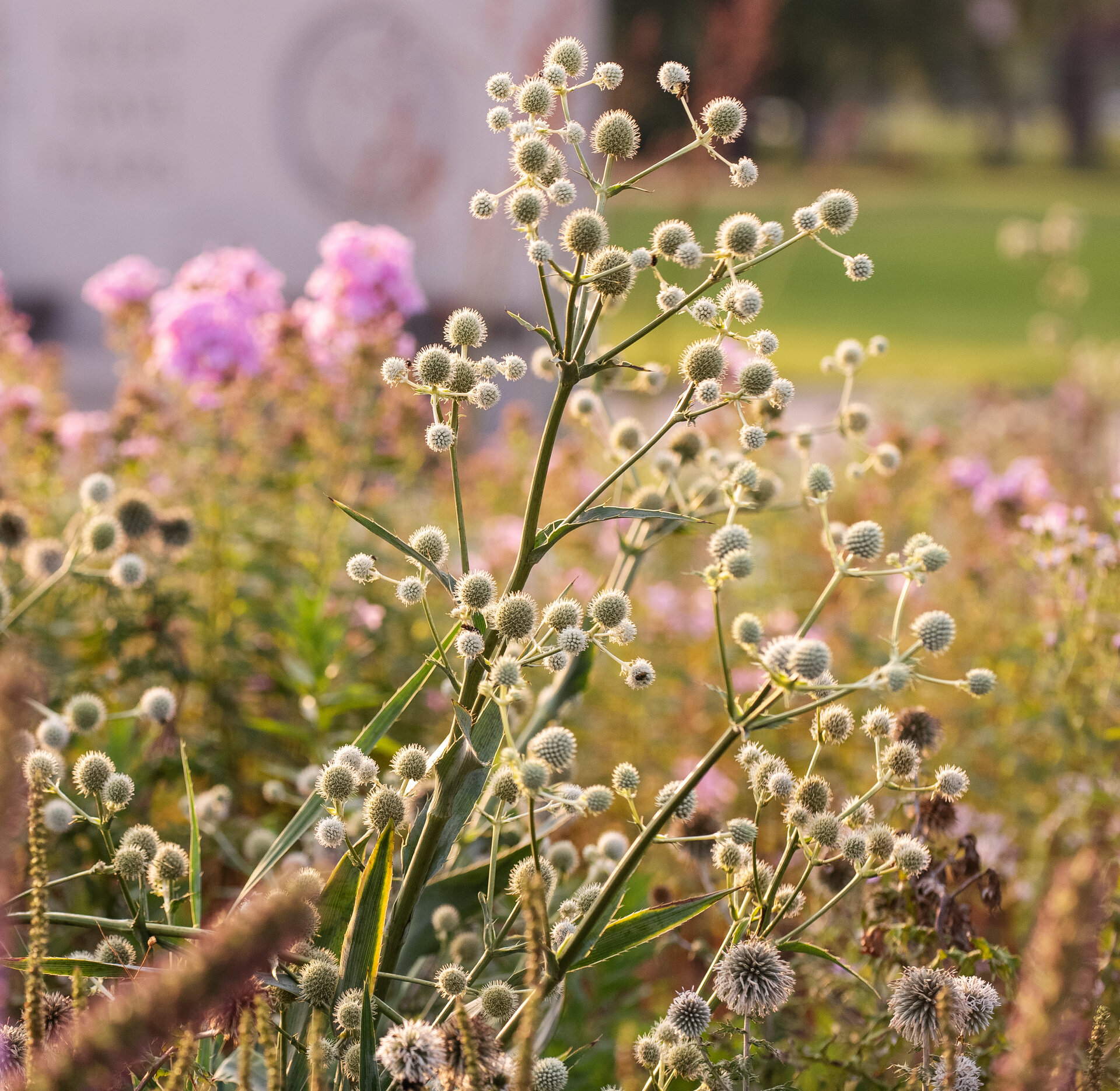 Eryngium yuccifolium
